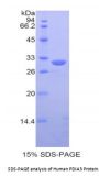 Human Protein Disulfide Isomerase A3 (PDIA3) Protein
