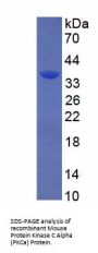 Mouse Protein Kinase C Alpha (PKCa) Protein