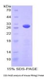 Mouse Protein Kinase, AMP Activated Gamma 2 (PRKAG2) Protein