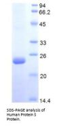 Human Protein S (PROS) Protein