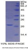 Human Protein S (PROS) Protein