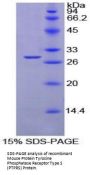 Mouse Protein Tyrosine Phosphatase Receptor Type S (PTPRS) Protein