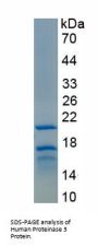 Human Proteinase 3 (PRTN3) Protein