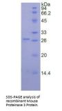 Mouse Proteinase 3 (PRTN3) Protein
