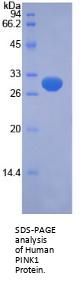 Human Serine/Threonine-Protein Kinase PINK1, Mitochondrial (PINK1) Protein
