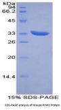 Mouse Serine/Threonine-Protein Kinase PINK1, Mitochondrial (PINK1) Protein