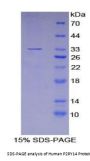 Human P2Y Purinoceptor 13 (P2RY14) Protein
