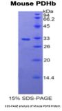 Mouse Pyruvate Dehydrogenase Beta (PDHb) Protein