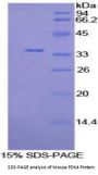 Mouse Pyruvate Dehydrogenase Kinase Isozyme 4 (PDK4) Protein