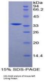 Mouse Raft Linking Protein (Raftlin) Protein