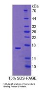 Human RalA Binding Protein 1 (RALBP1) Protein