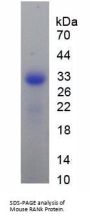 Mouse Receptor Activator Of Nuclear Factor Kappa B (RANk) Protein