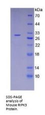Mouse Receptor Interacting Serine Threonine Kinase 3 (RIPK3) Protein