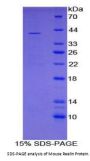 Mouse Reelin (RL) Protein