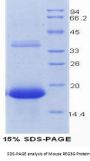 Mouse Regenerating Islet Derived Protein 3 Gamma (REG3g) Protein