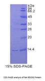 Rat Regenerating Islet Derived Protein 3 Gamma (REG3g) Protein