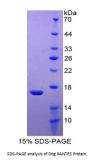 Dog Regulated On Activation In Normal T-Cell Expressed And Secreted (RANTES) Protein