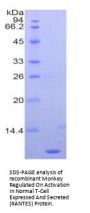Monkey Regulated On Activation In Normal T-Cell Expressed And Secreted (RANTES) Protein