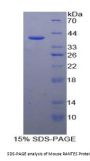 Mouse Regulated On Activation In Normal T-Cell Expressed And Secreted (RANTES) Protein