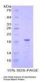 Mouse Relaxin (RLN) Protein