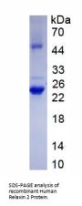 Human Prorelaxin H2 (RLN2) Protein
