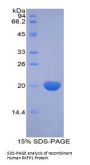 Human Relaxin/Insulin Like Family Peptide Receptor 1 (RXFP1) Protein
