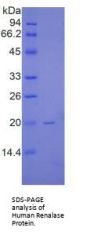 Human Renalase (RNLS) Protein