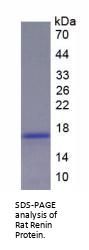 Rat Renin (REN) Protein