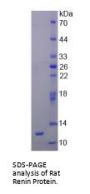 Rat Renin (REN) Protein