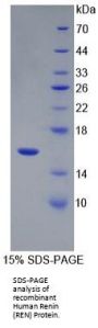 Human Renin (REN) Protein