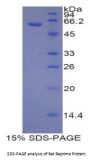 Rat Reprimo (RPRM) Protein