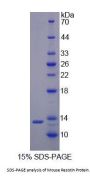 Mouse Resistin (RETN) Protein