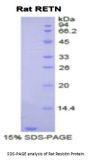 Rat Resistin (RETN) Protein