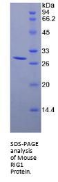 Mouse Antiviral Innate Immune Response Receptor RIG-I (RIGI) Protein