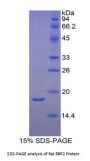 Rat Retinol Binding Protein 2, Cellular (RBP2) Protein