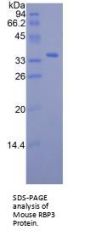 Mouse Retinol Binding Protein 3, Interstitial (RBP3) Protein
