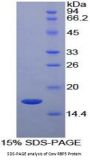 Cow Retinol Binding Protein 5, Cellular (RBP5) Protein