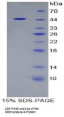 Rat Ribonuclease A (RNASE1) Protein
