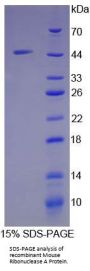 Mouse Ribonuclease A (RNASE1) Protein