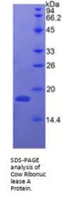 Cow Ribonuclease A (RNASE1) Protein