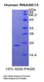 Human Ribonuclease A13 (RNASE13) Protein