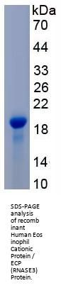 Human Eosinophil Cationic Protein / ECP (RNASE3) Protein