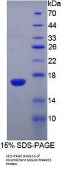 Mouse Eosinophil Cationic Protein / ECP (RNASE3) Protein