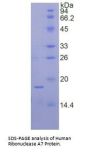 Human Ribonuclease A7 (RNASE7) Protein