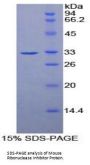 Mouse Ribonuclease Inhibitor (RI) Protein