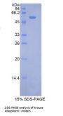 Mouse Ribophorin I (RPN1) Protein