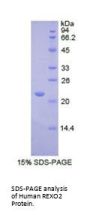 Human RNA Exonuclease 2 Homolog (REXO2) Protein