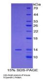 Mouse R-Spondin 1 (RSPO1) Protein