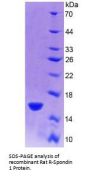 Rat R-Spondin 1 (RSPO1) Protein