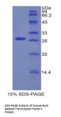 Mouse Runt Related Transcription Factor 2 (RUNX2) Protein